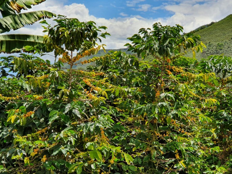 Tourist Coffee encuentra Yellow Colombia Arabica