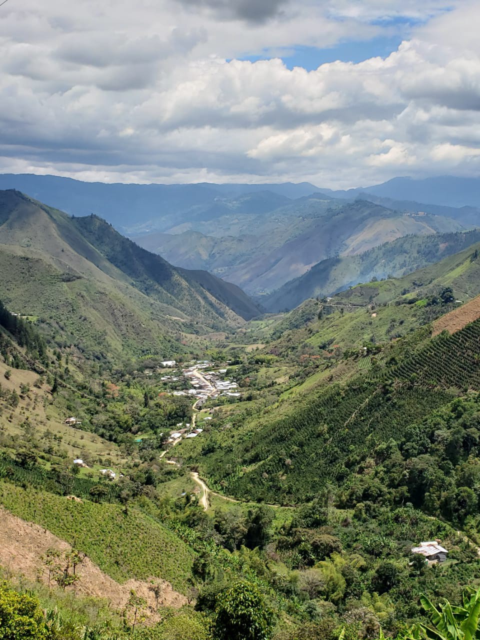 Tierradentro Cauca Cafetales Organicos