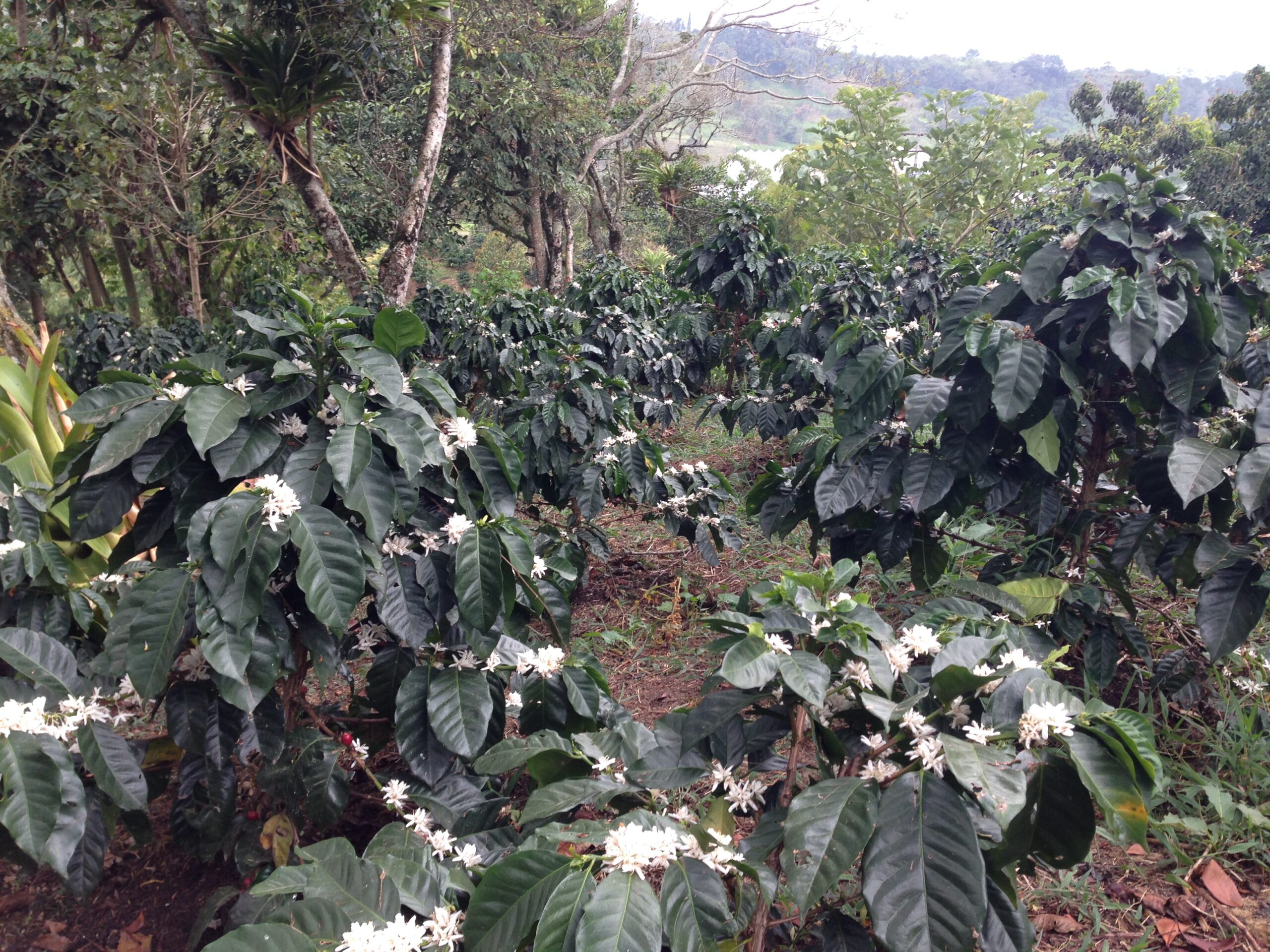 Primavera Francisco 2014 (13)