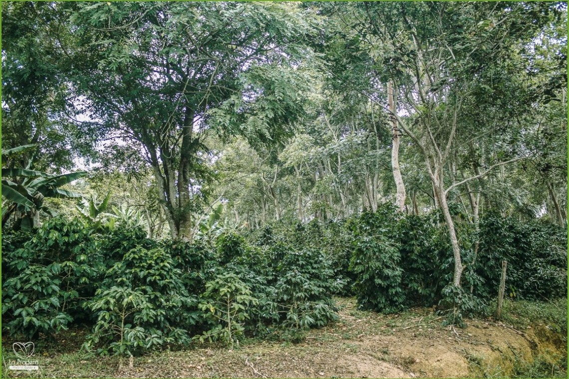 Pradera trees2