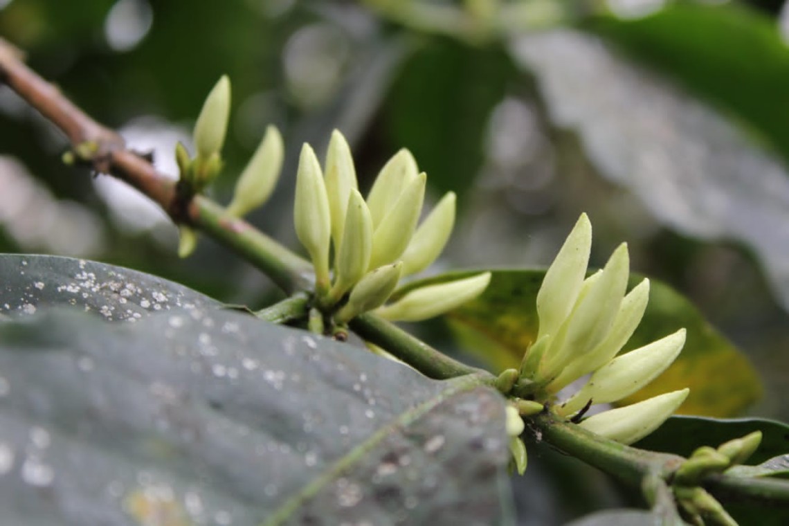 Geisha coffee flowers