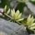 Geisha coffee flowers