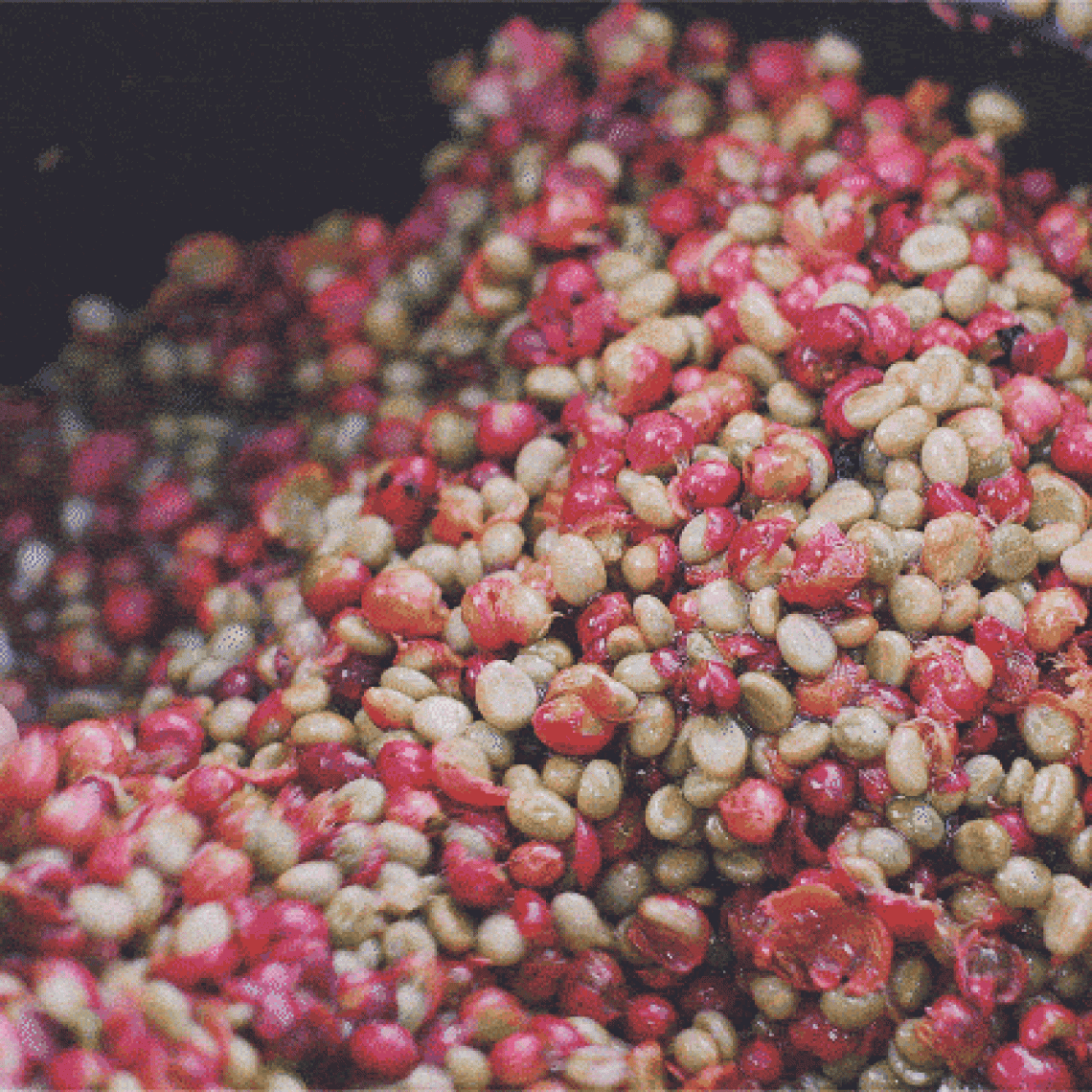 Bean-Washing-Compressed128