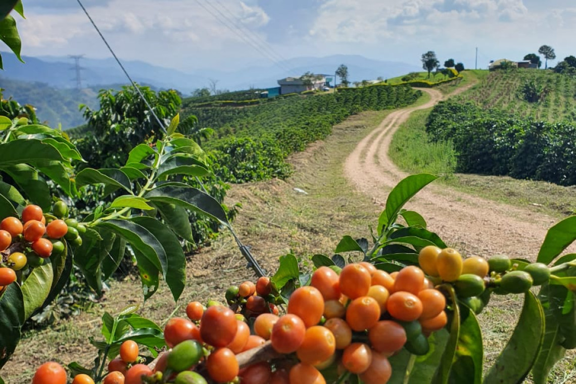 Finca Las Nubes from Slideshow 28