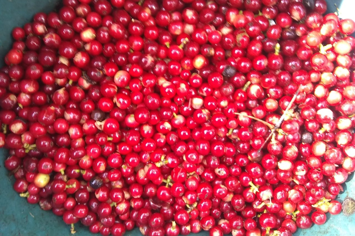 moka mocha natural cherry